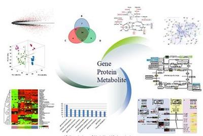 上海鹿明生物科技官方-代谢组学